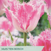 Tulip ‘Huis Ten Bosch’