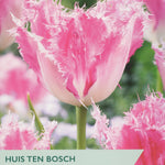 Tulip ‘Huis Ten Bosch’