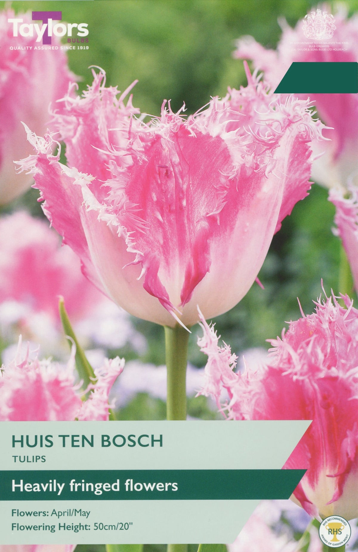Tulip ‘Huis Ten Bosch’