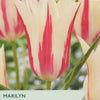 Tulip ‘Marilyn’