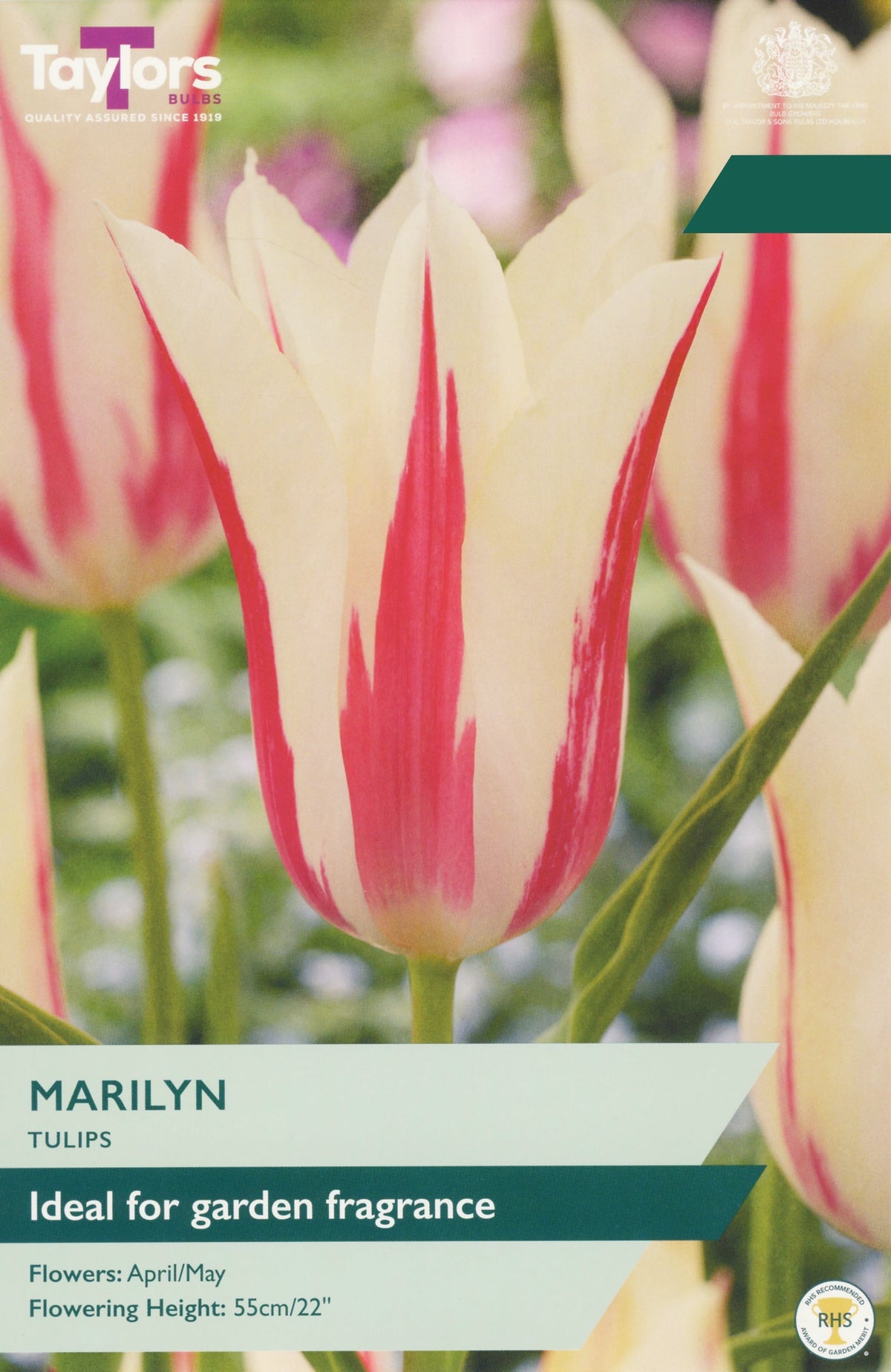Tulip ‘Marilyn’