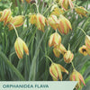 Tulip ‘Orphanidea Flava’