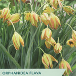 Tulip ‘Orphanidea Flava’