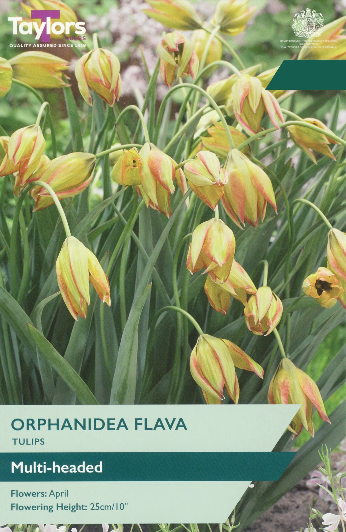 Tulip ‘Orphanidea Flava’