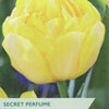 A product label for Taylors Secret Perfume Tulips, featuring a close-up photograph of a bright yellow double flower with green leaves and stems, and text detailing the product name, variety, flowering time, and height.
