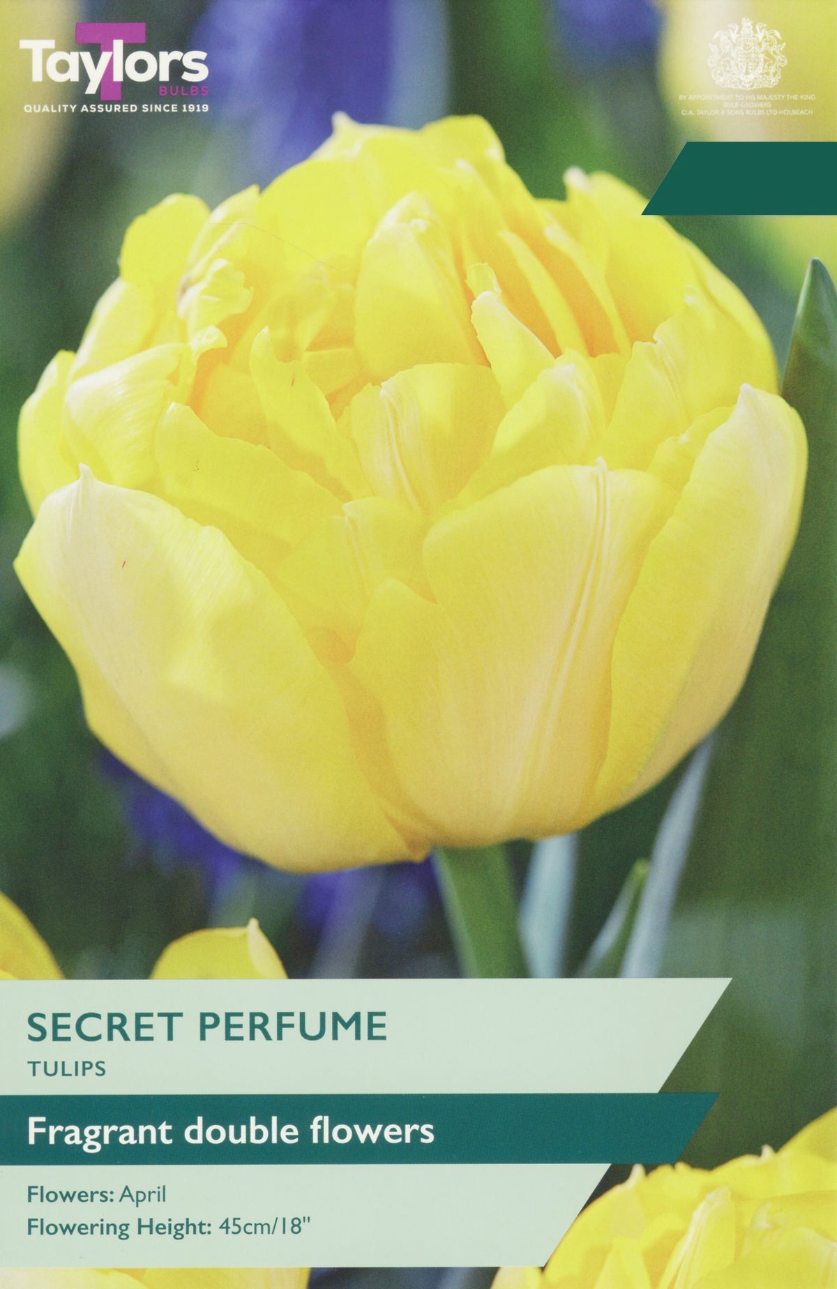 A product label for Taylors Secret Perfume Tulips, featuring a close-up photograph of a bright yellow double flower with green leaves and stems, and text detailing the product name, variety, flowering time, and height.