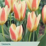 Tulip flower label for Taylor's Tarafa short stemmed variety tulips, showing several yellow and red variegated tulips with green leaves and stems on a blurred garden background.