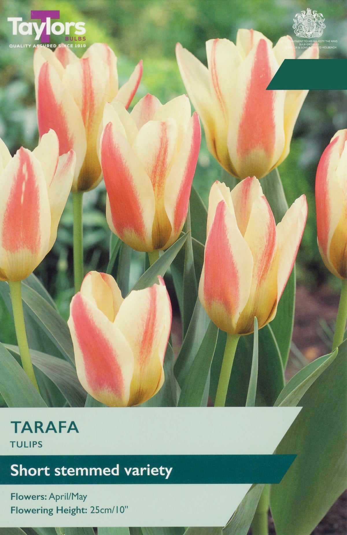 Tulip flower label for Taylor's Tarafa short stemmed variety tulips, showing several yellow and red variegated tulips with green leaves and stems on a blurred garden background.