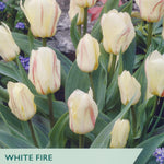 A product label for Taylor's White Fire Tulips, showing a close-up of pale cream-yellow tulips with reddish-pink stripes, green leaves, and purple flowers in the background. Text on the label reads 'WHITE FIRE', 'TULIPS', 'Striped foliage', 'Flowers: March/April', and 'Flowering Height: 20cm/8"'.