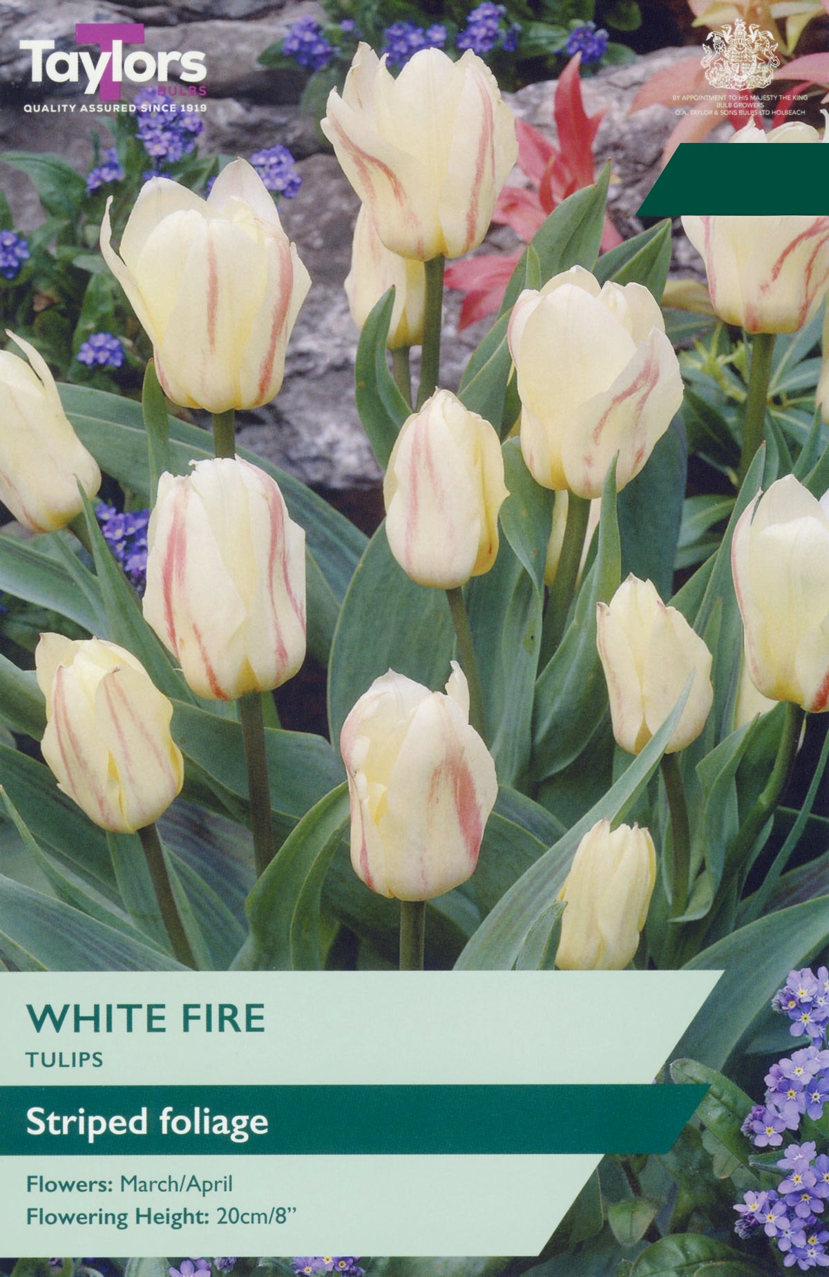 A product label for Taylor's White Fire Tulips, showing a close-up of pale cream-yellow tulips with reddish-pink stripes, green leaves, and purple flowers in the background. Text on the label reads 'WHITE FIRE', 'TULIPS', 'Striped foliage', 'Flowers: March/April', and 'Flowering Height: 20cm/8"'.