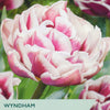 Tulip ‘Wyndham’