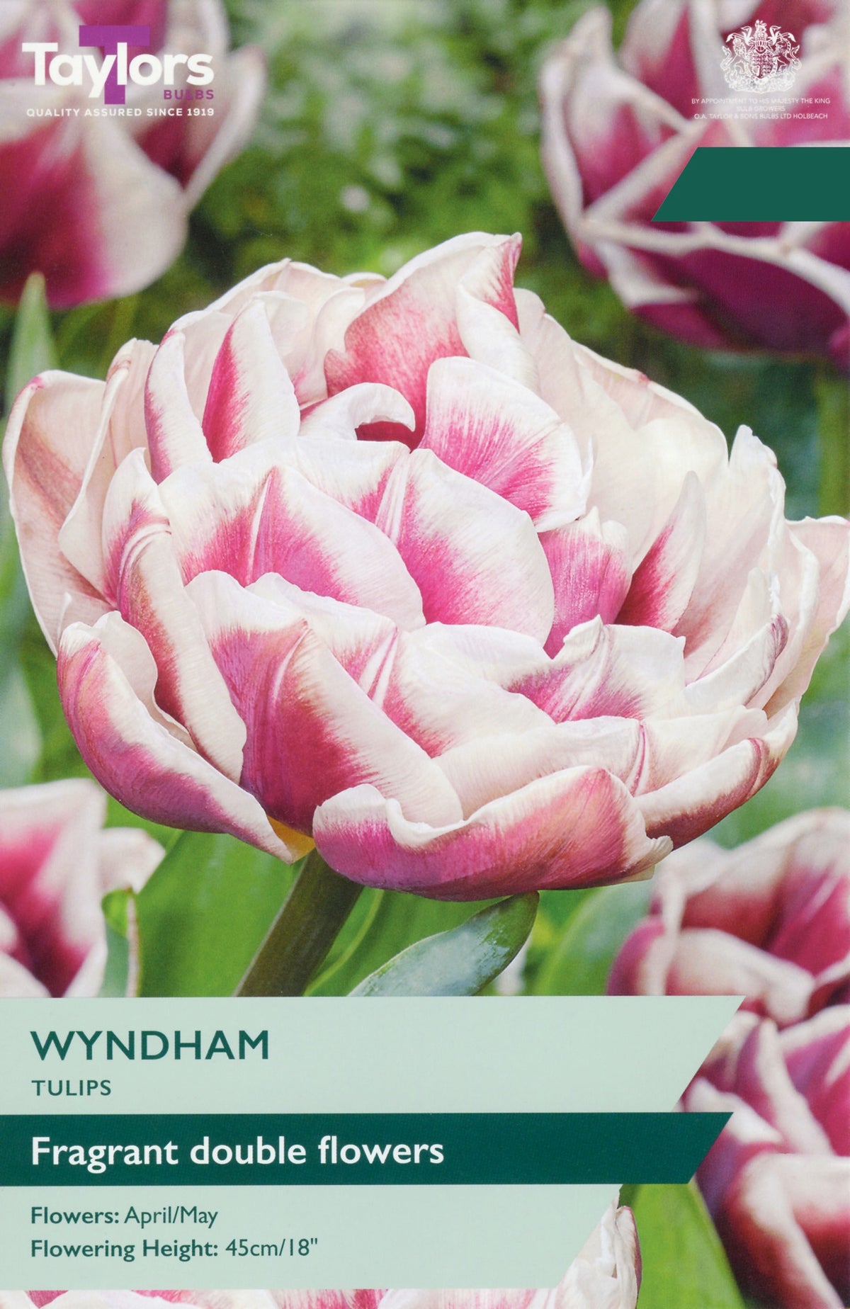 Tulip ‘Wyndham’