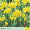 Narcissus ‘Tete A Tete’