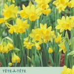 Narcissus ‘Tete A Tete’