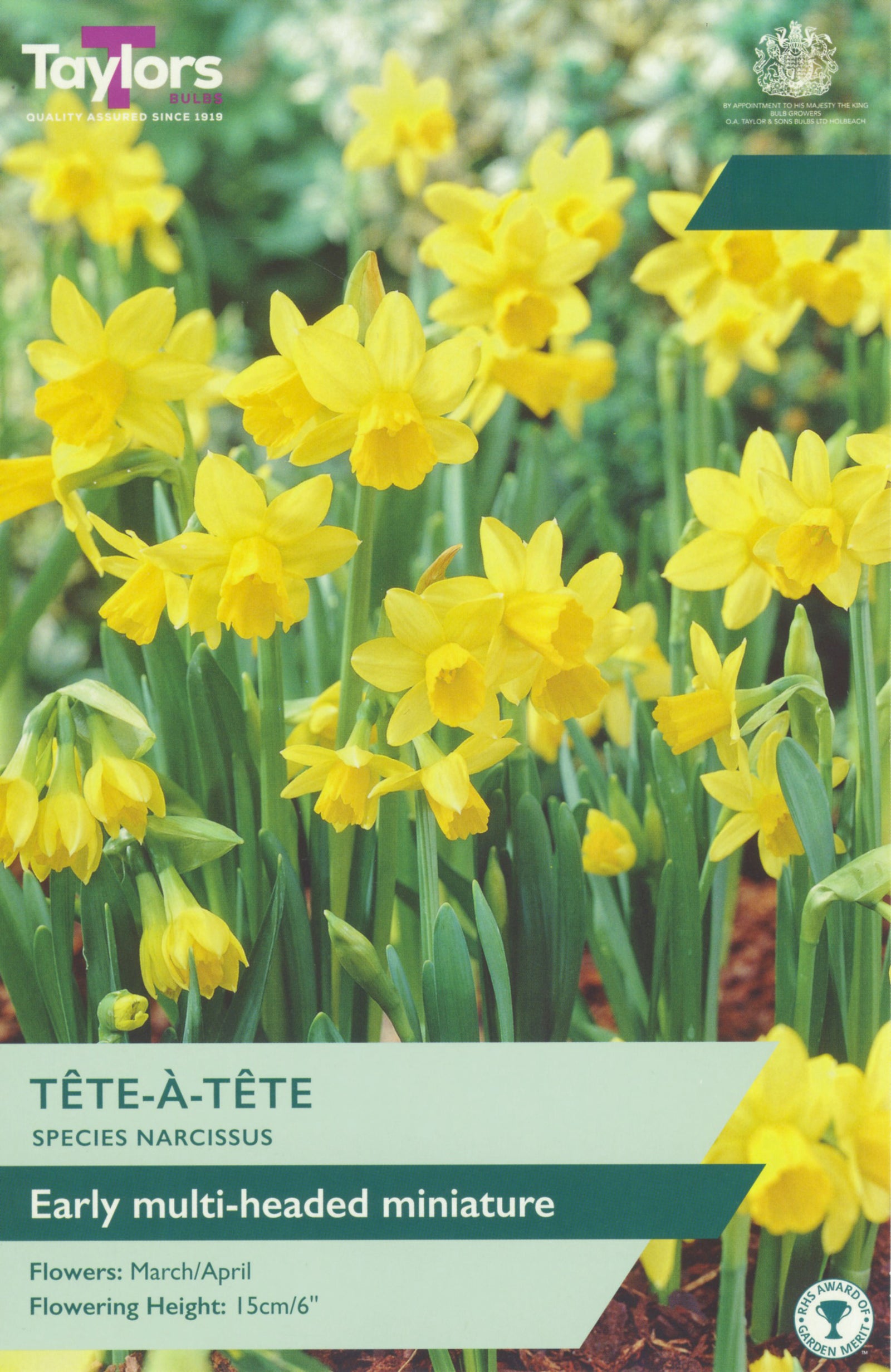 Narcissus ‘Tete A Tete’