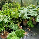 A collection of potted Tetrapanax papyrifer 'Rex' plants with large green leaves, situated in a greenhouse with other plants in the background.