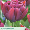 Taylors Alison Bradley tulip packaging with a close-up of a purple tulip.
