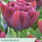 Taylors Alison Bradley tulip packaging with a close-up of a purple tulip.