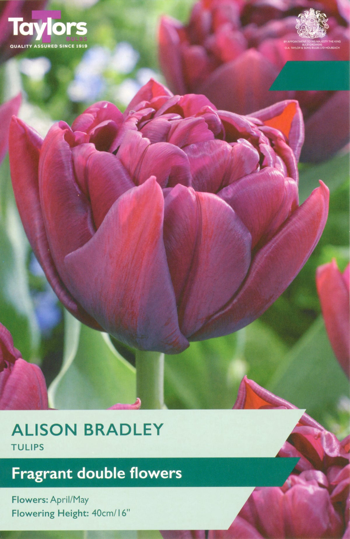 Taylors Alison Bradley tulip packaging with a close-up of a purple tulip.