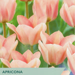 Package of Taylors Bulbs Apricona tulips with pink flowers and green text.