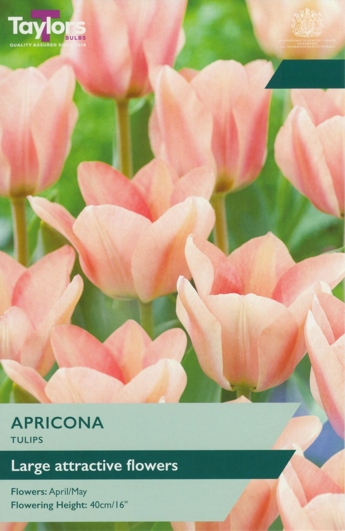 Package of Taylors Bulbs Apricona tulips with pink flowers and green text.