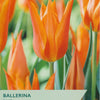 Ballerina tulip packet with orange tulips and Taylor's Bulbs branding.