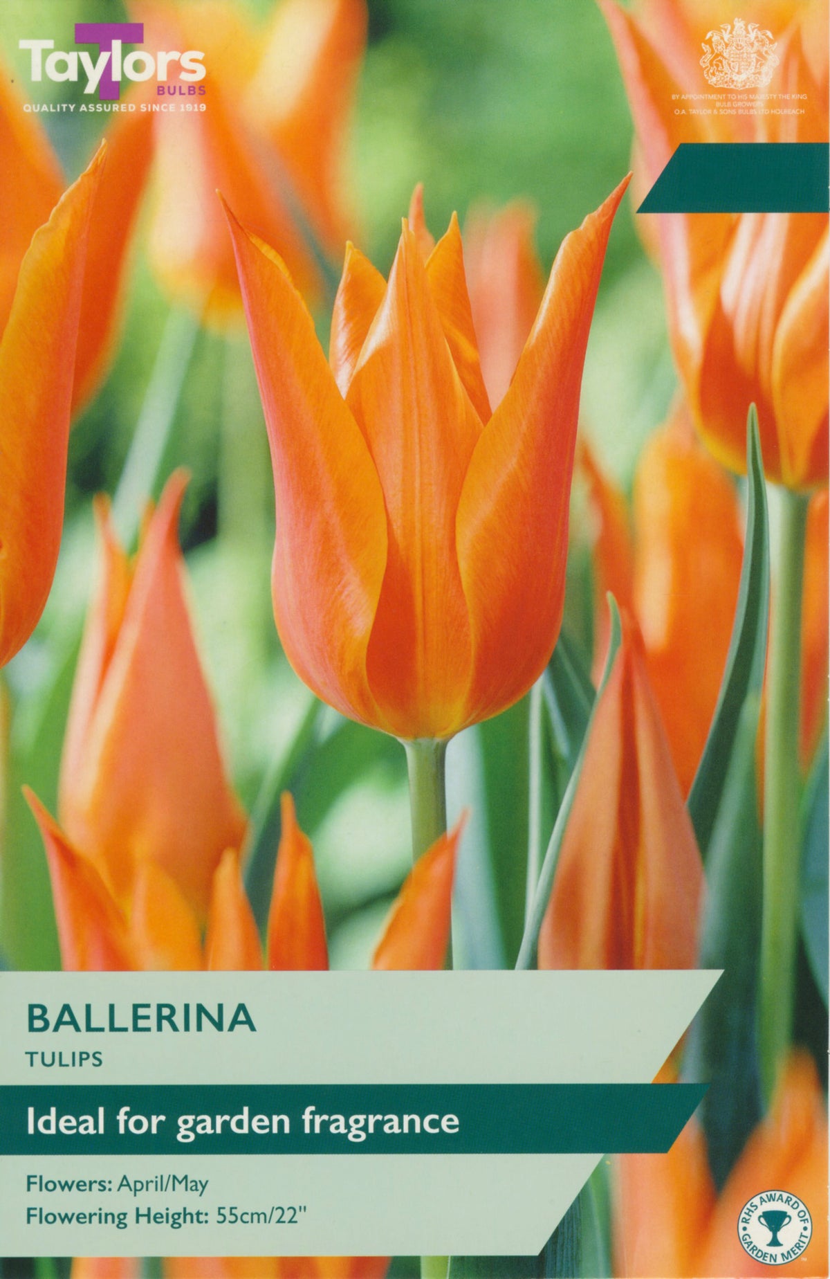 Ballerina tulip packet with orange tulips and Taylor's Bulbs branding.