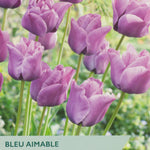 Taylors Bulbs Bleu Aimable tulips packaging with purple tulips in the background