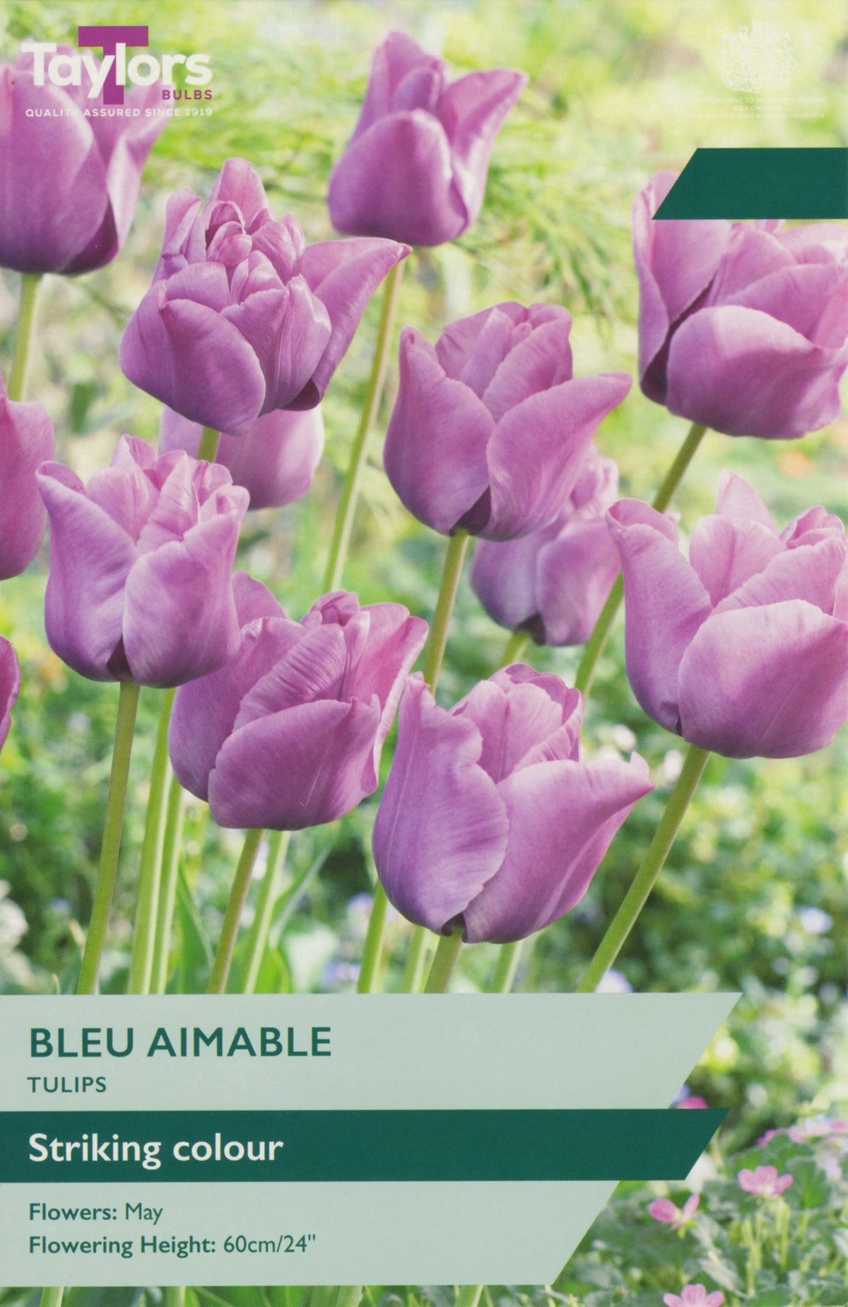 Taylors Bulbs Bleu Aimable tulips packaging with purple tulips in the background