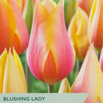 Tulip packet for 'Blushing Lady' with pink and yellow flowers and Taylor's Bulbs branding.