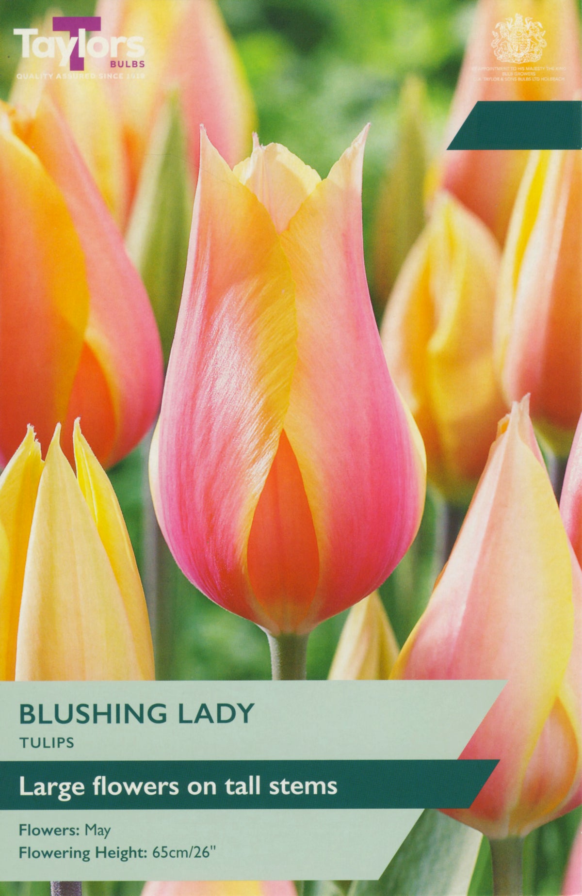 Tulip packet for 'Blushing Lady' with pink and yellow flowers and Taylor's Bulbs branding.