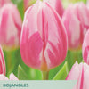 Pink tulips with 'Taylor's' branding and product information on a green background