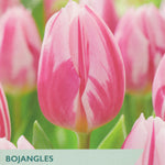 Pink tulips with 'Taylor's' branding and product information on a green background