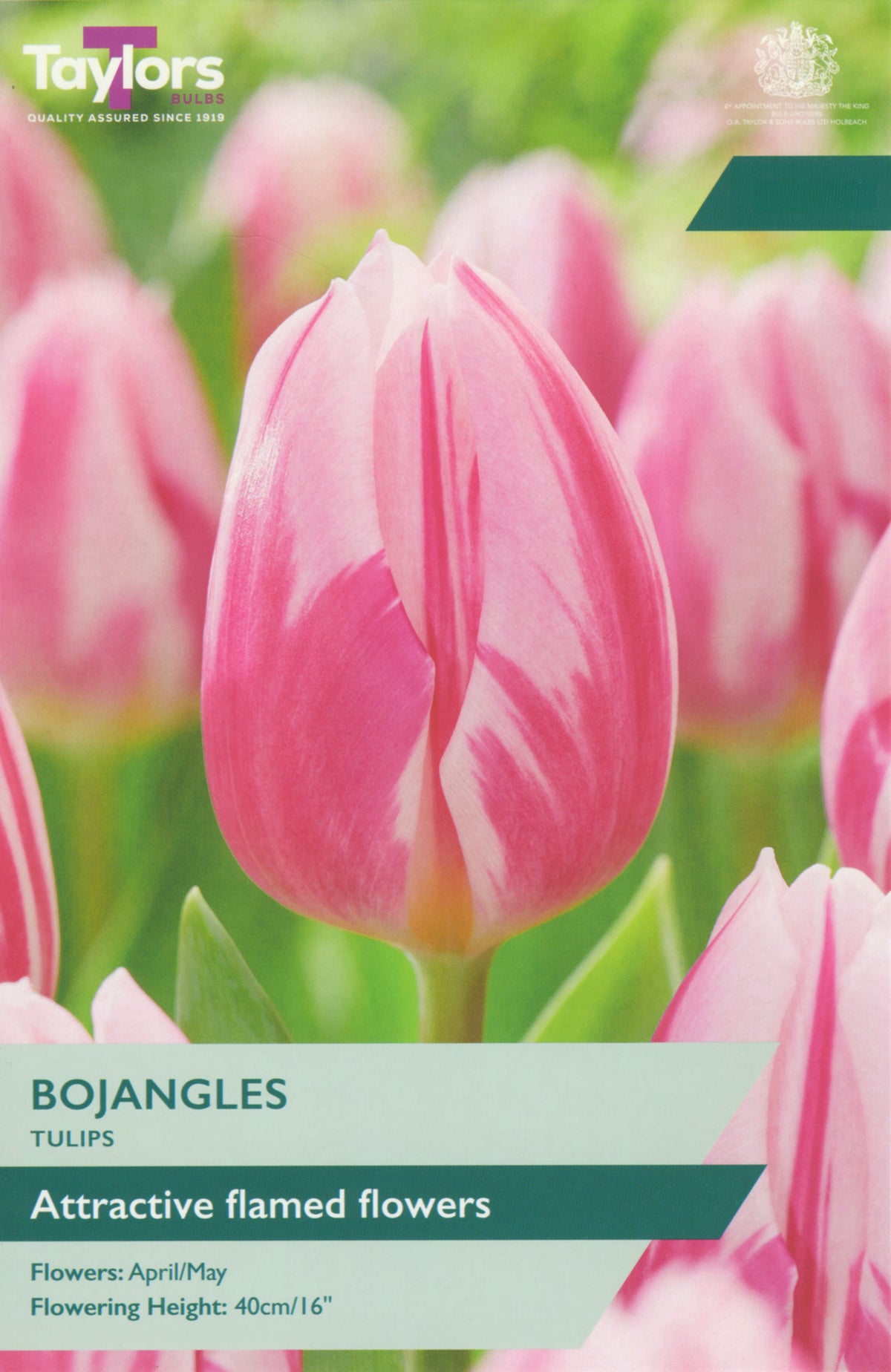 Pink tulips with 'Taylor's' branding and product information on a green background
