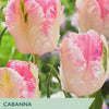 Taylors Bulbs Cabanna tulip packaging with pink tulips in the background