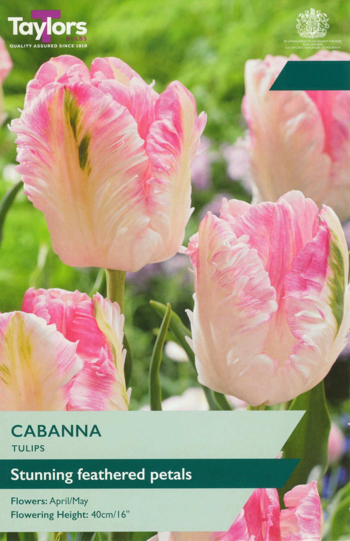 Taylors Bulbs Cabanna tulip packaging with pink tulips in the background