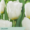White tulips with green leaves on a packaging labeled 'Taylor's Bulbs' for 'Calgary' tulips.