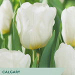 White tulips with green leaves on a packaging labeled 'Taylor's Bulbs' for 'Calgary' tulips.