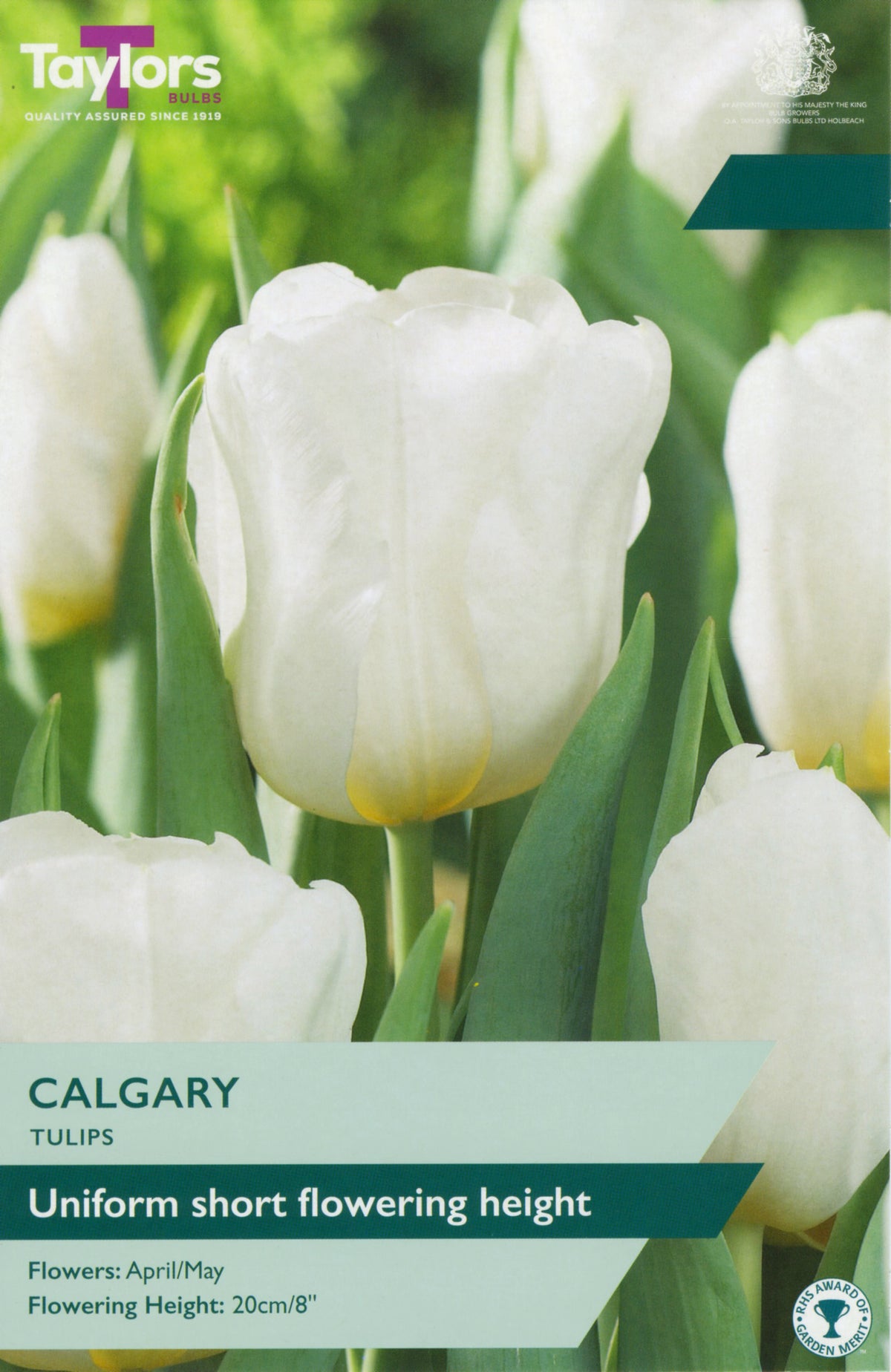 White tulips with green leaves on a packaging labeled 'Taylor's Bulbs' for 'Calgary' tulips.