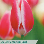 Taylors Bulbs Candy Apple Delight tulip packaging with a pink tulip in the background.