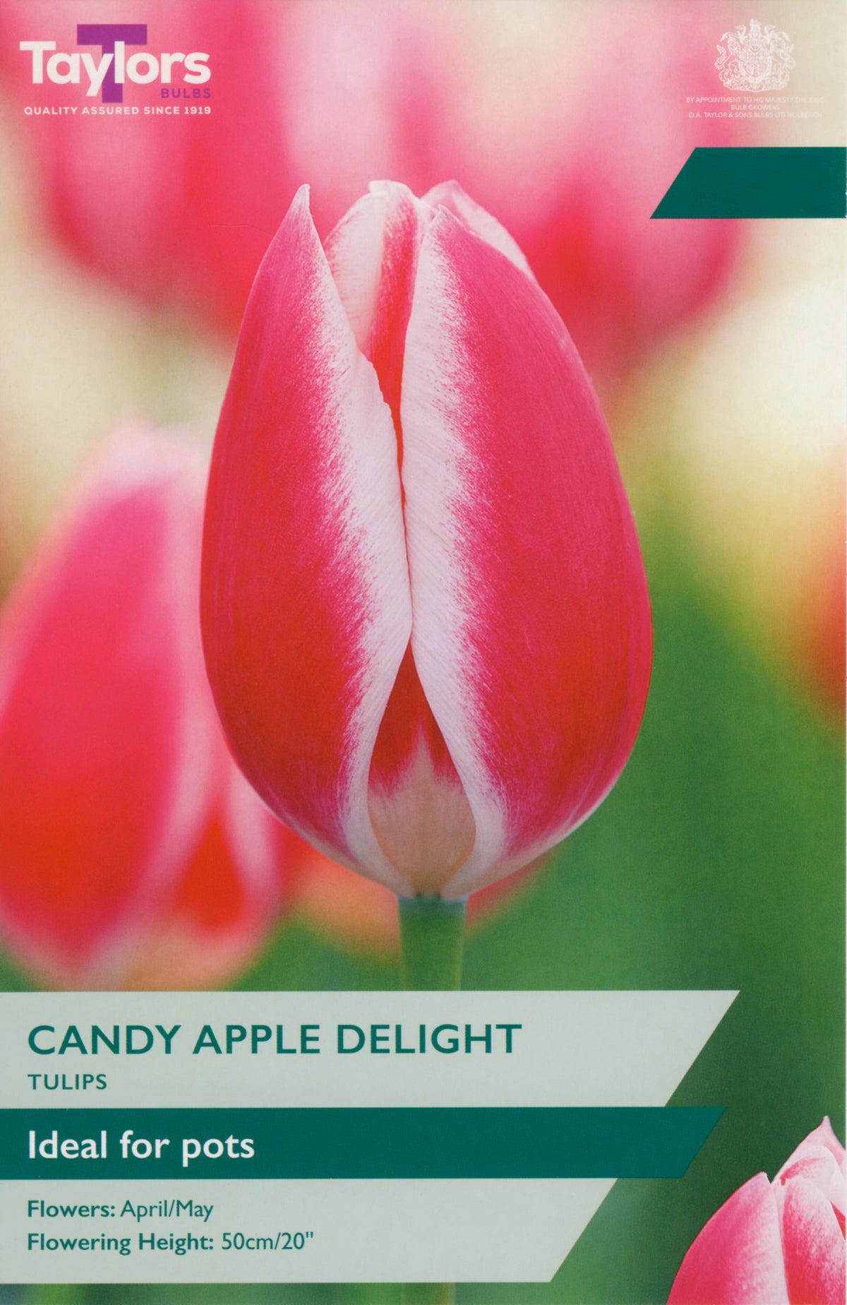 Taylors Bulbs Candy Apple Delight tulip packaging with a pink tulip in the background.