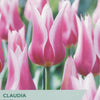 Taylors Bulbs Claudia tulip packet with pink tulips in the background
