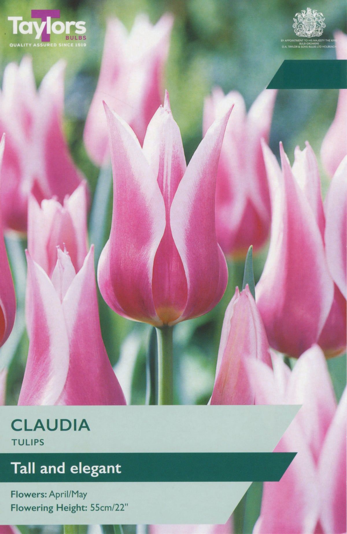 Taylors Bulbs Claudia tulip packet with pink tulips in the background