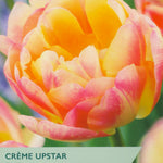 Taylors Bulbs Crème Upstar tulip packaging with a close-up of a tulip.