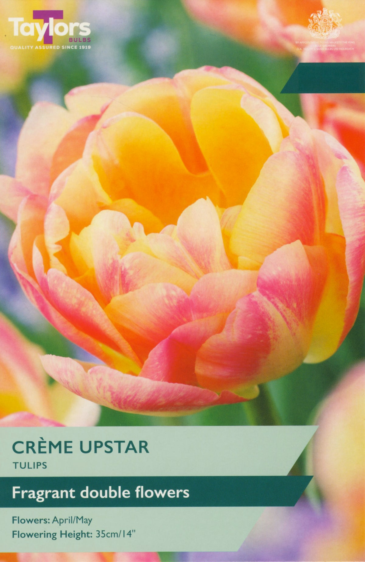 Taylors Bulbs Crème Upstar tulip packaging with a close-up of a tulip.