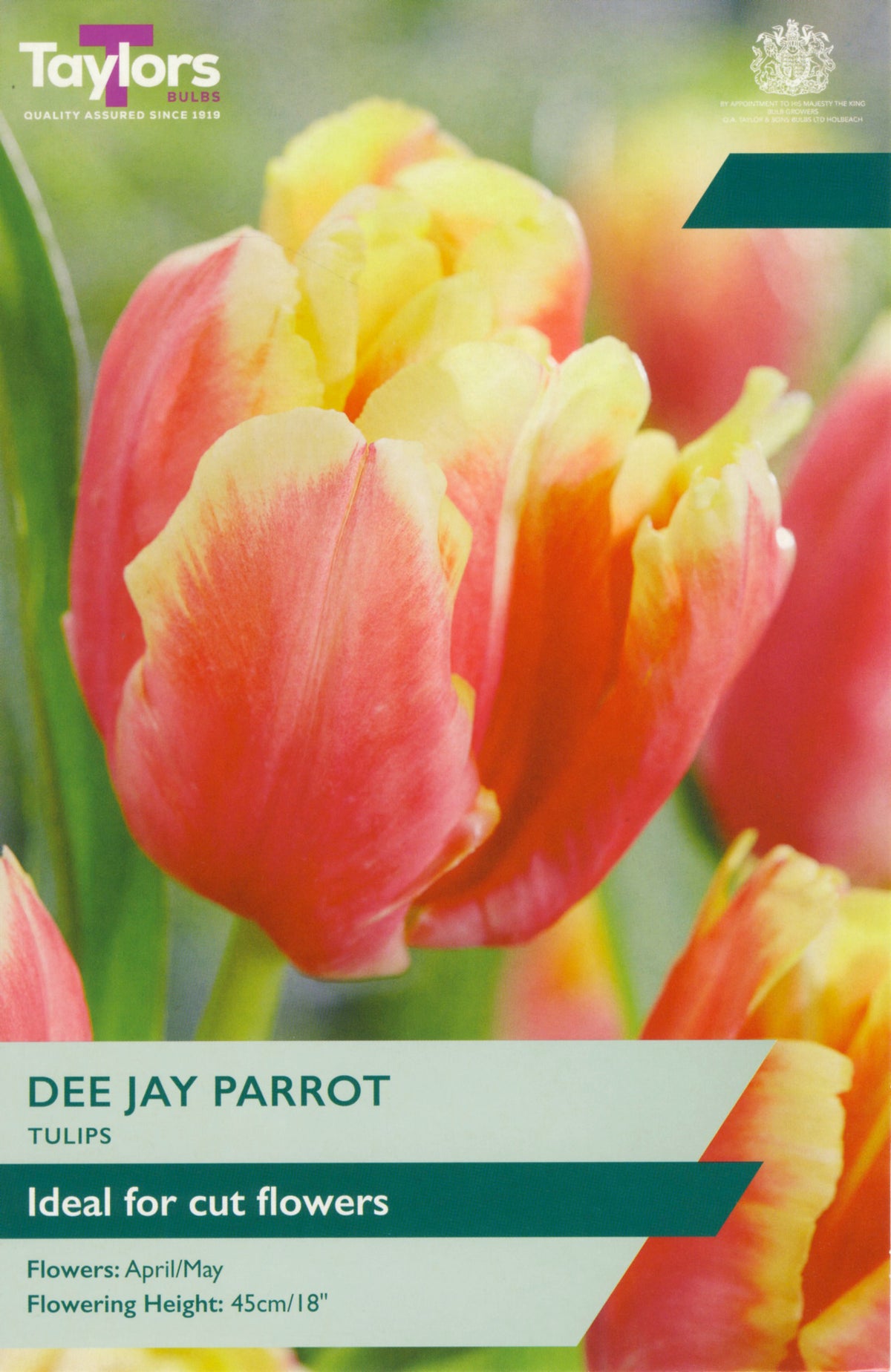 Taylors Bulbs Dee Jay Parrot tulip packet with tulips in the background
