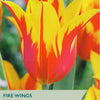 Taylors Bulbs Fire Wings Tulip packaging with red and yellow tulips.