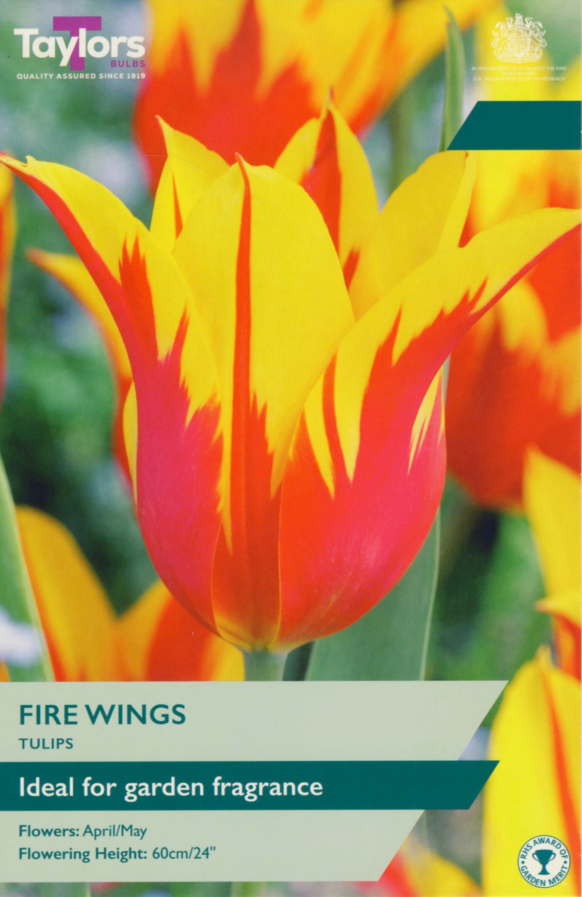 Taylors Bulbs Fire Wings Tulip packaging with red and yellow tulips.