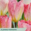 Floral seed packet for 'Flaming Purissima' tulips with pink flowers and brand logo.