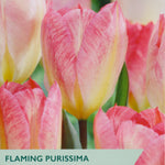 Floral seed packet for 'Flaming Purissima' tulips with pink flowers and brand logo.